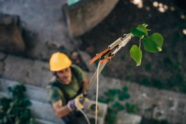 Reliable Rapid City, SD  Tree Services Solutions